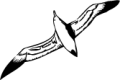 seagull